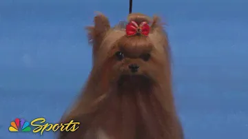 National Dog Show 2024: Toy Group (Full Judging) | NBC Sports