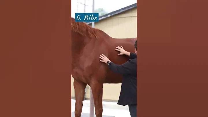 Body Condition Scoring with Purina Feed
