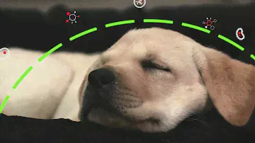 PURINA® PRO PLAN® Puppy with OPTISTART®