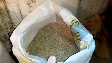 Каким кормом кормить перепелов. Отвечаем на вопросы зрителей.
