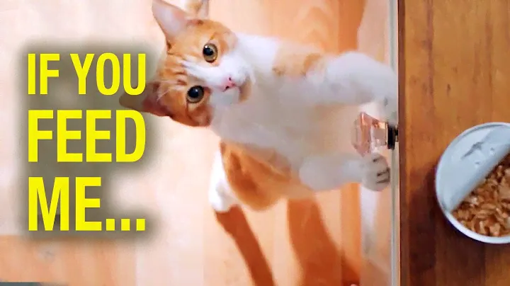 If You Feed Me Wet Cat Food
