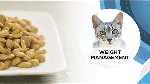 Purina Pro Plan Kitten Dry Cat Food Reviews