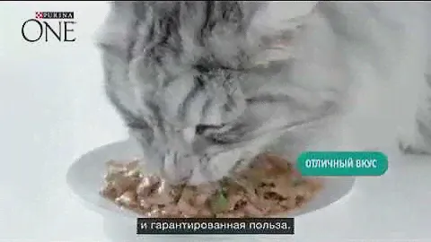 Экспертый влажный корм от Purina ONE®