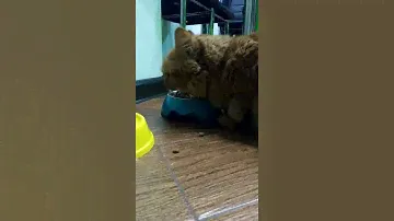 Тестирование корма Purina ONE