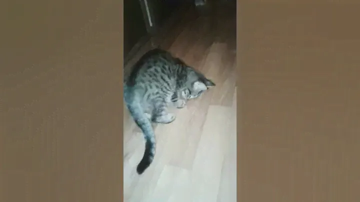 friskies хороший корм