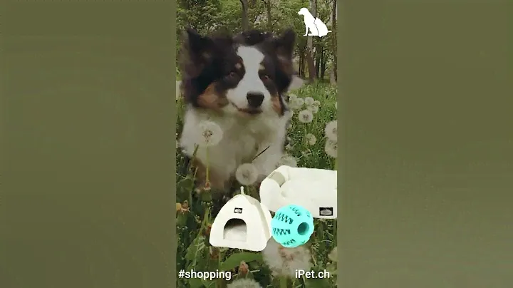 iPet.ch Shopping Swisspet 1080x1920