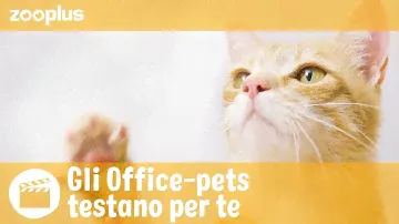 Nils | Gli Office-pets testano per te: PURINA PRO PLAN Hydra Care Feline