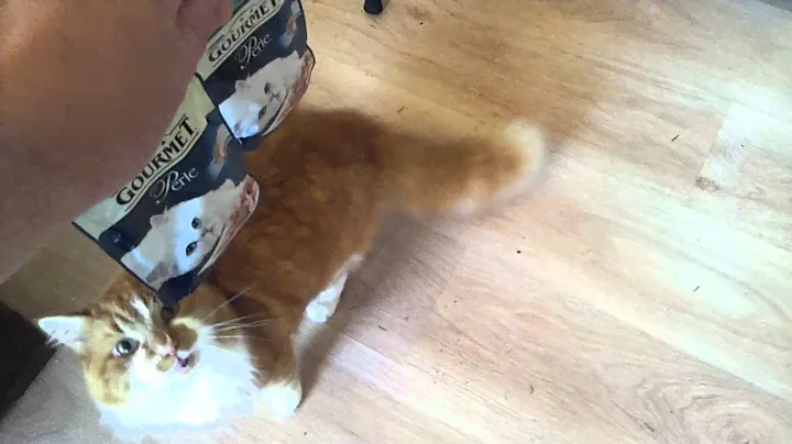 PurinaGourmetcat.mp4
