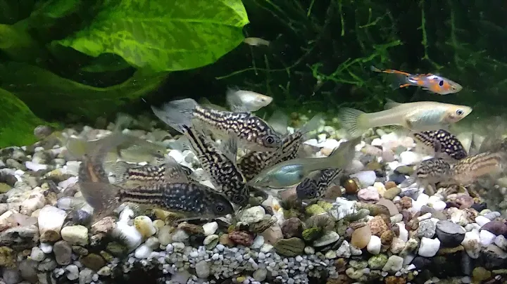 Corydoras napoensis + Purina Cat Chow Sterilised