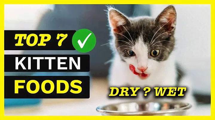 Best Cat Food For Kittens - TOP 7 Best Kitten Foods 2022 ✅🐱